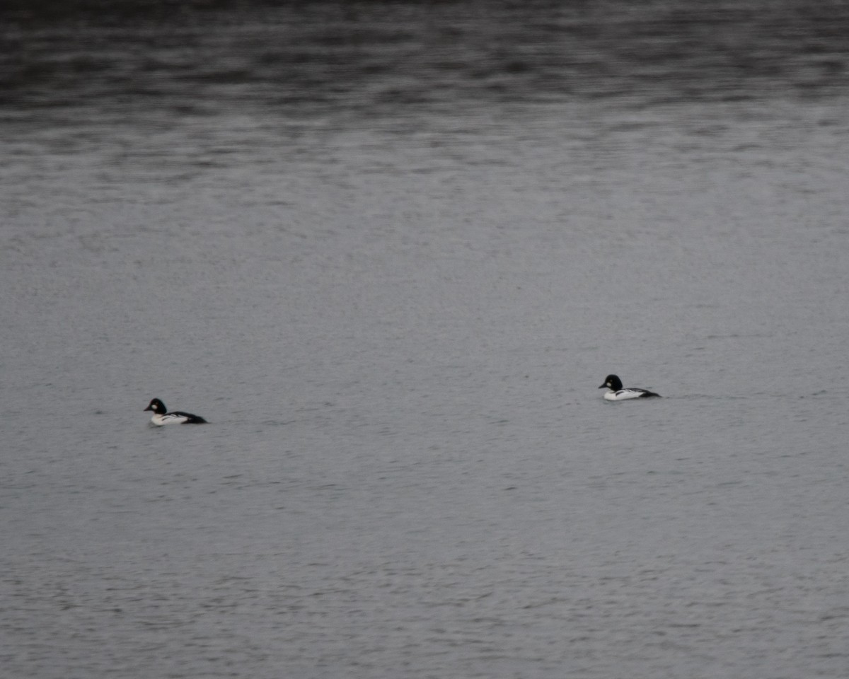 Common Goldeneye - ML41993771