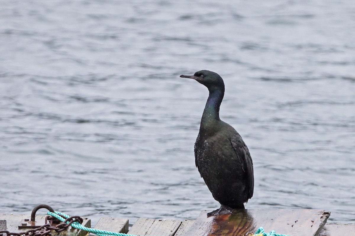 Pelagic Cormorant - ML41993881