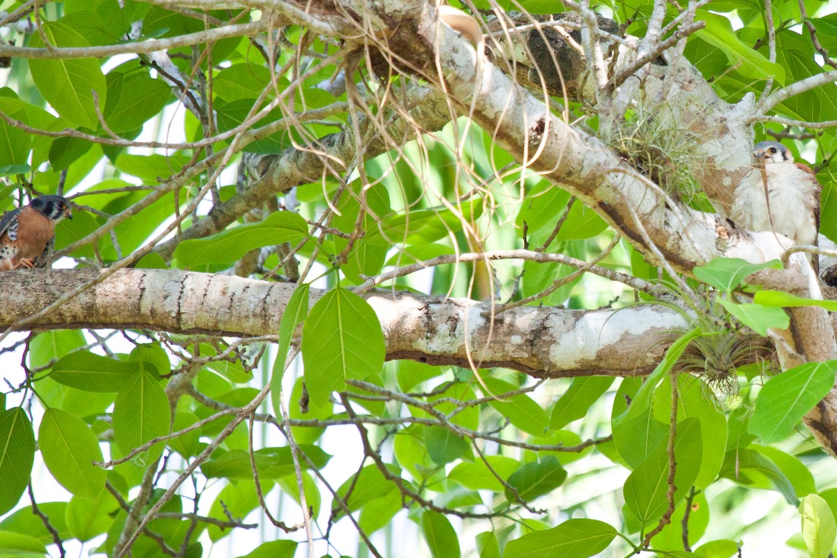 American Kestrel (Cuban) - ML419938881