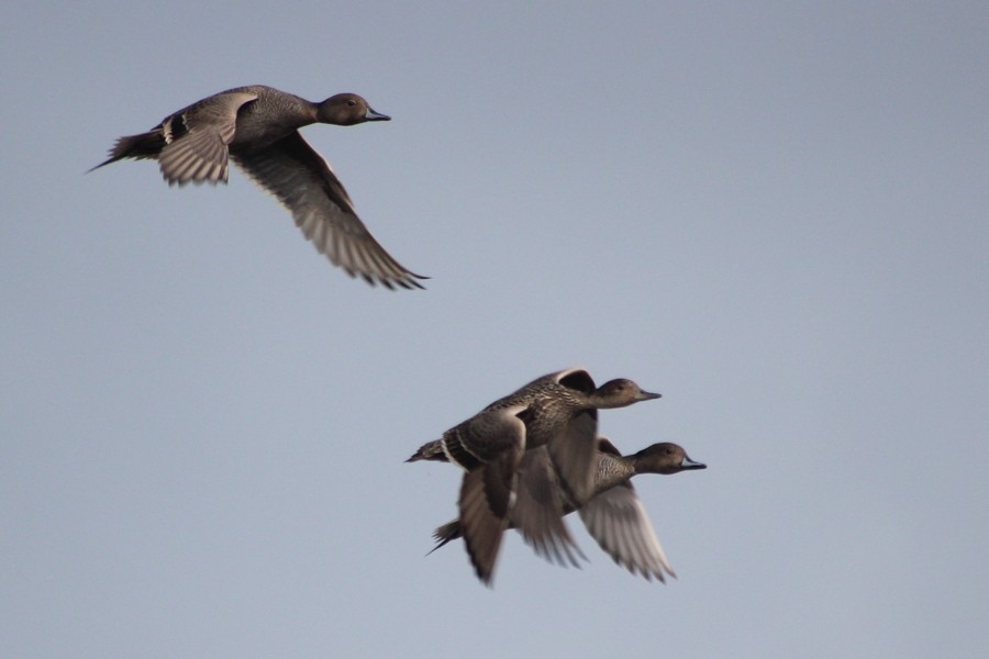 Eaton's Pintail - ML419938901