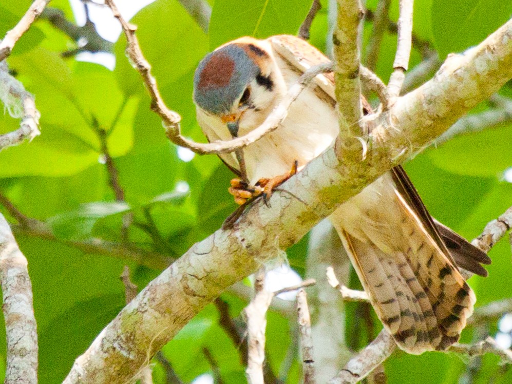 American Kestrel (Cuban) - Sue Wright