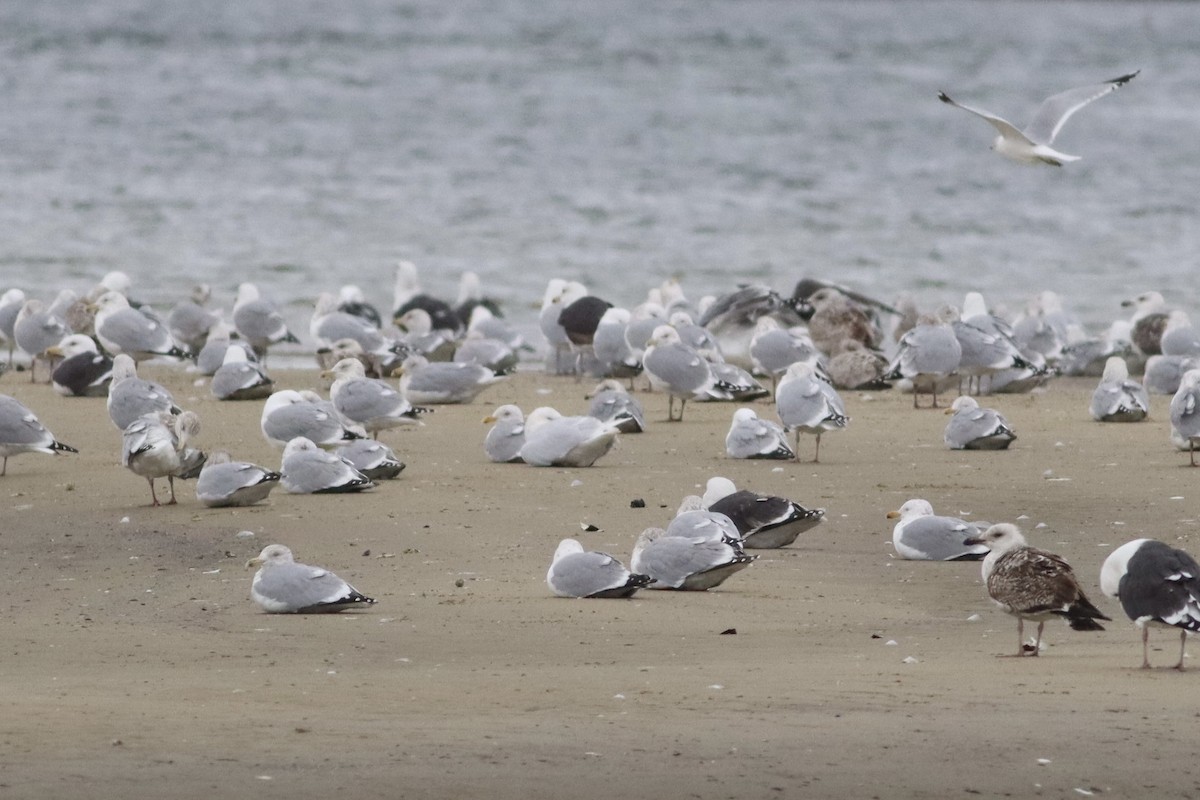 Glaucous Gull - ML419939491