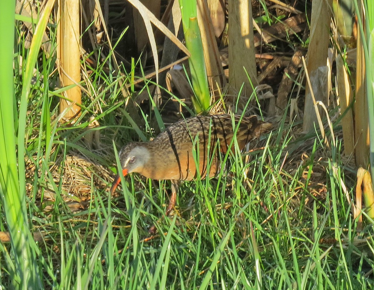 Virginia Rail - ML41993981