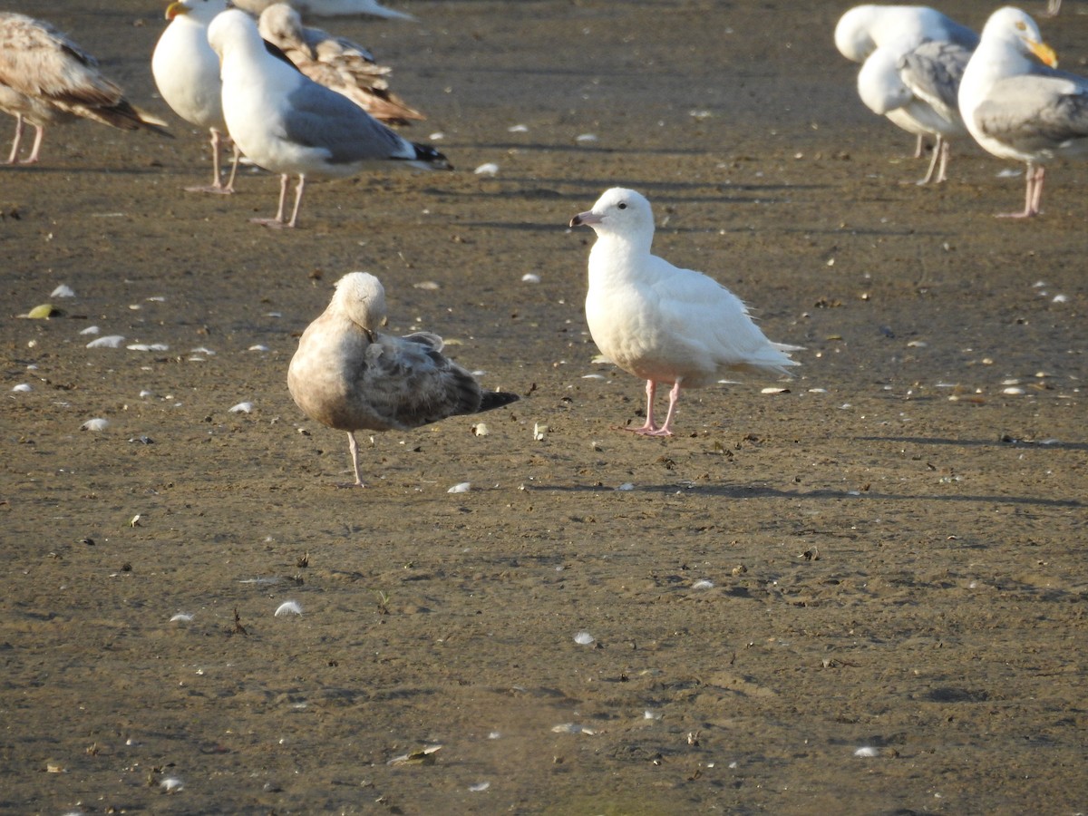 Glaucous Gull - ML419940311