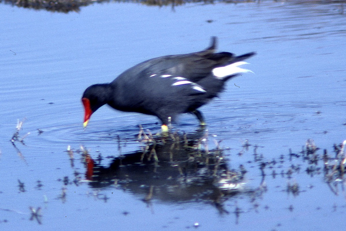 Gallinule poule-d'eau - ML419940891