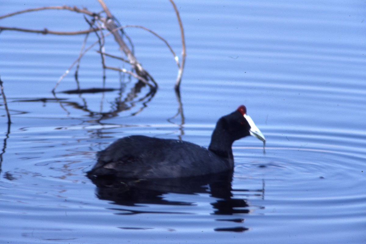 Red-knobbed Coot - Peter Woodall
