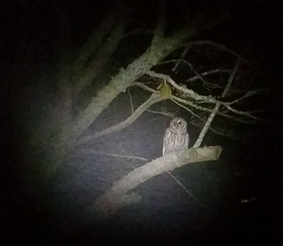 Barred Owl - ML41994121