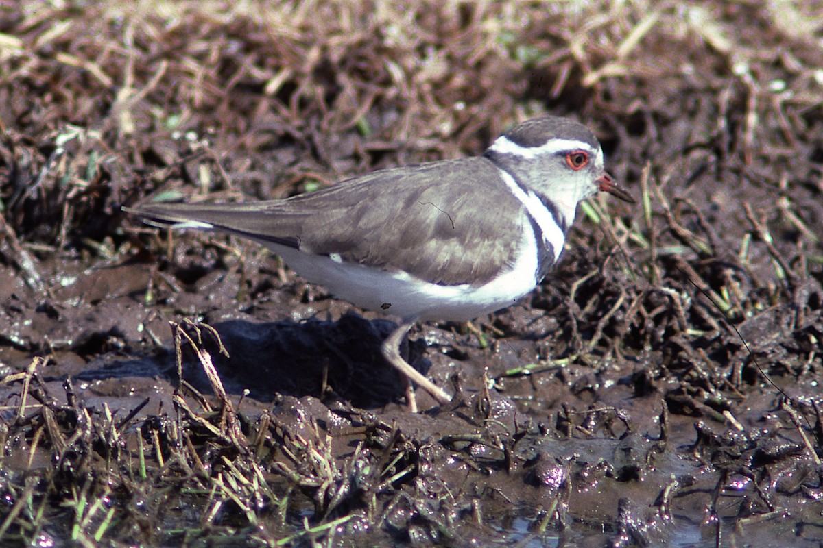 Three-banded Plover (African) - ML419941231