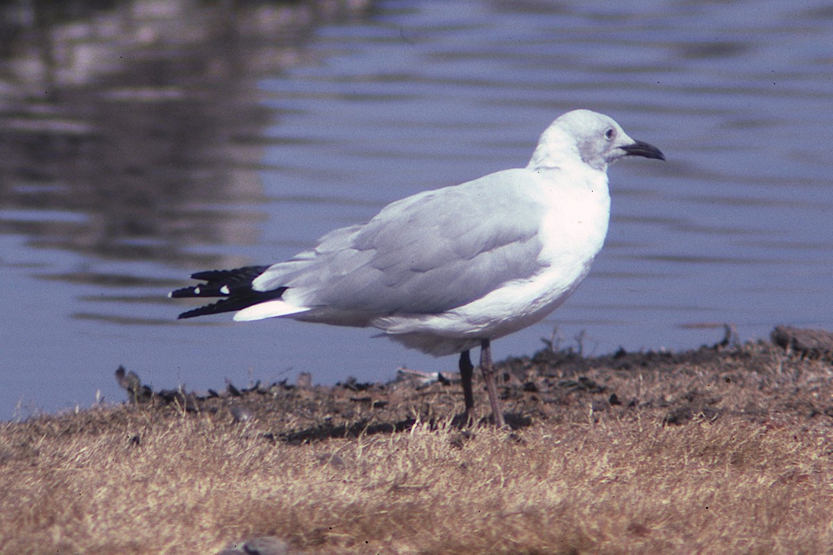 Gray-hooded Gull - ML419941481