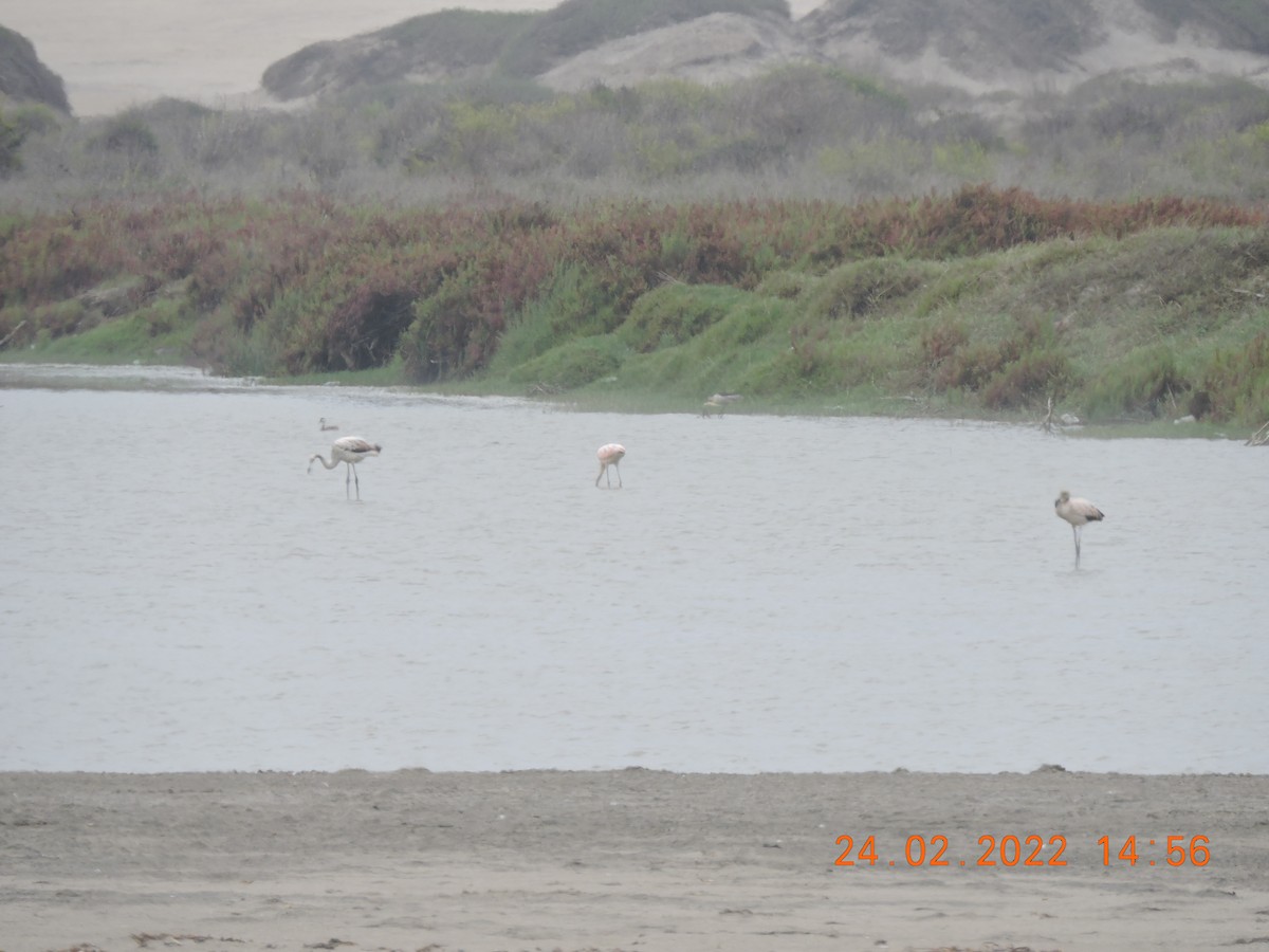 Chilean Flamingo - ML419941541