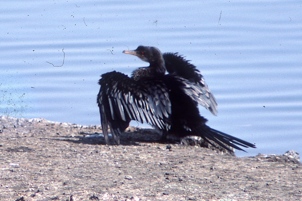 Long-tailed Cormorant - ML419941551