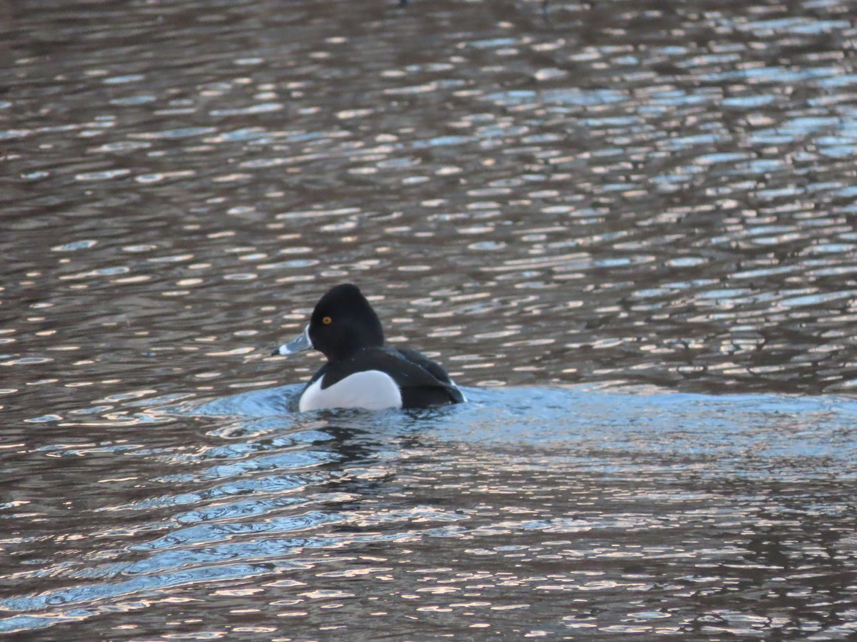 Ring-necked Duck - ML419941611