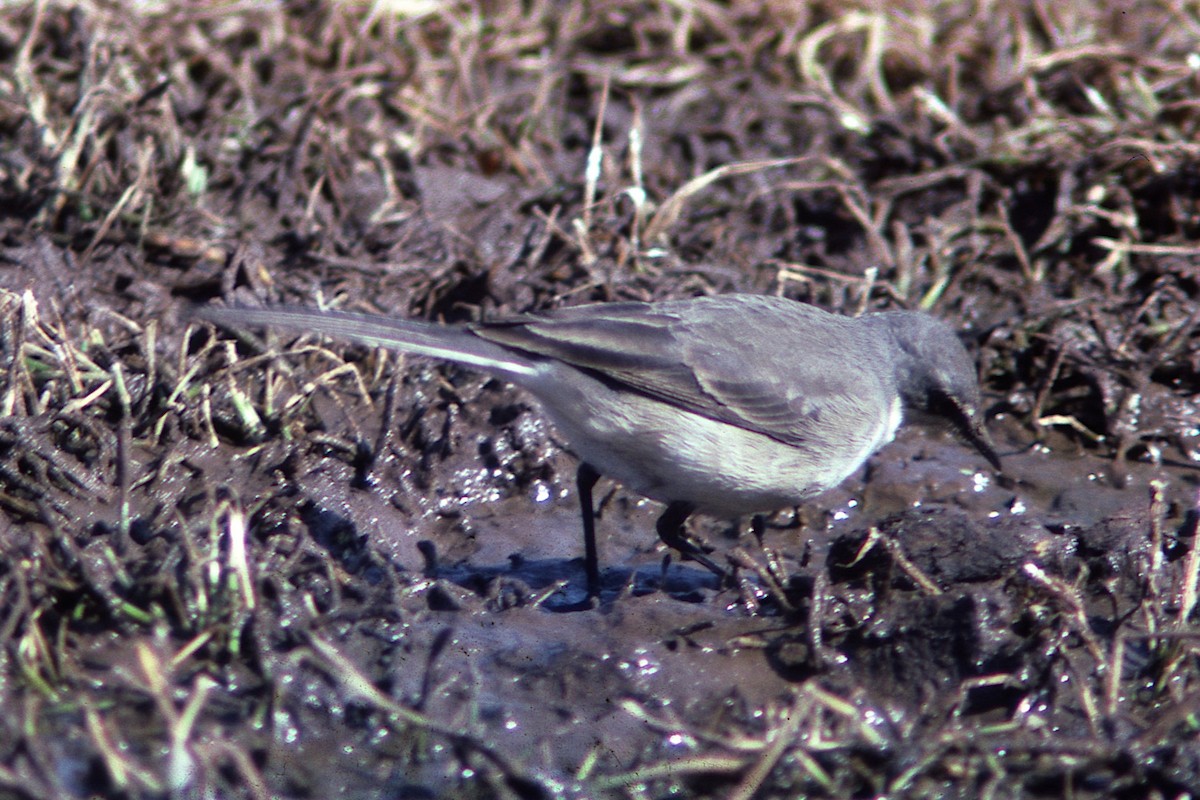 Cape Wagtail - ML419941621