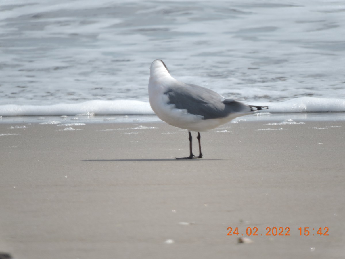 Franklin's Gull - luis elorgio la madrid sandoval