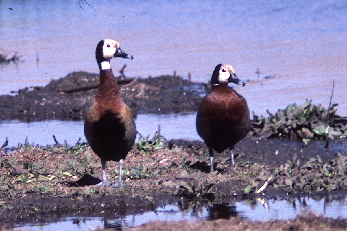 White-faced Whistling-Duck - ML419942021