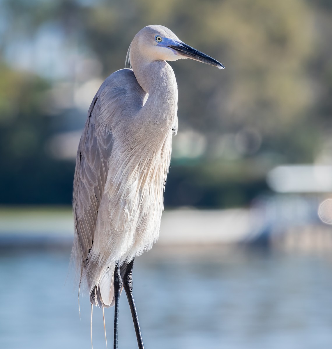 Great Egret x Great Blue Heron (hybrid) - Jim Hoover