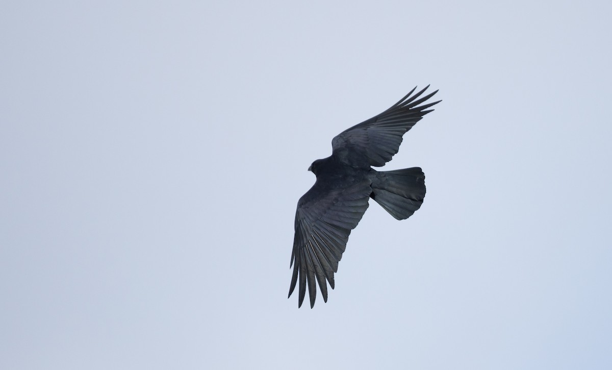 Fish Crow - ML419943631