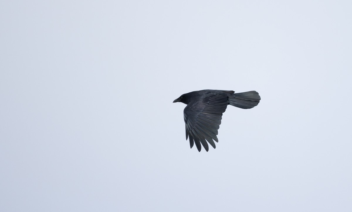 Fish Crow - ML419943641