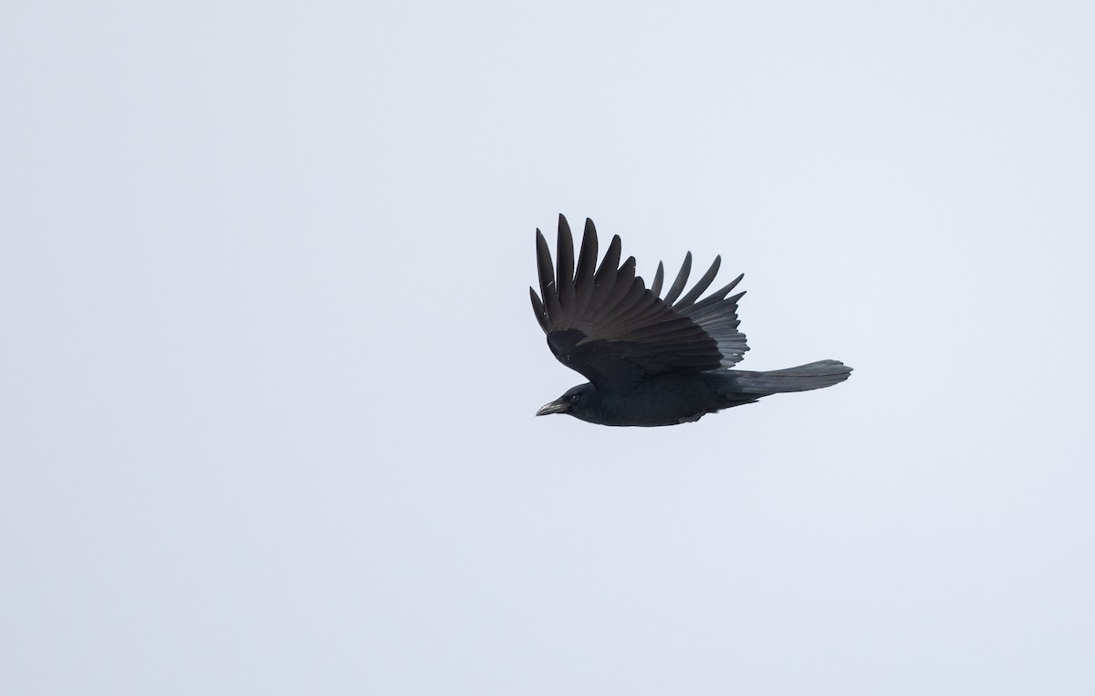 Fish Crow - Jay McGowan