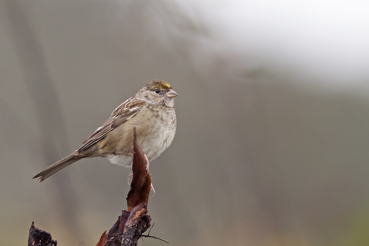 Golden-crowned Sparrow - Joshua Covill