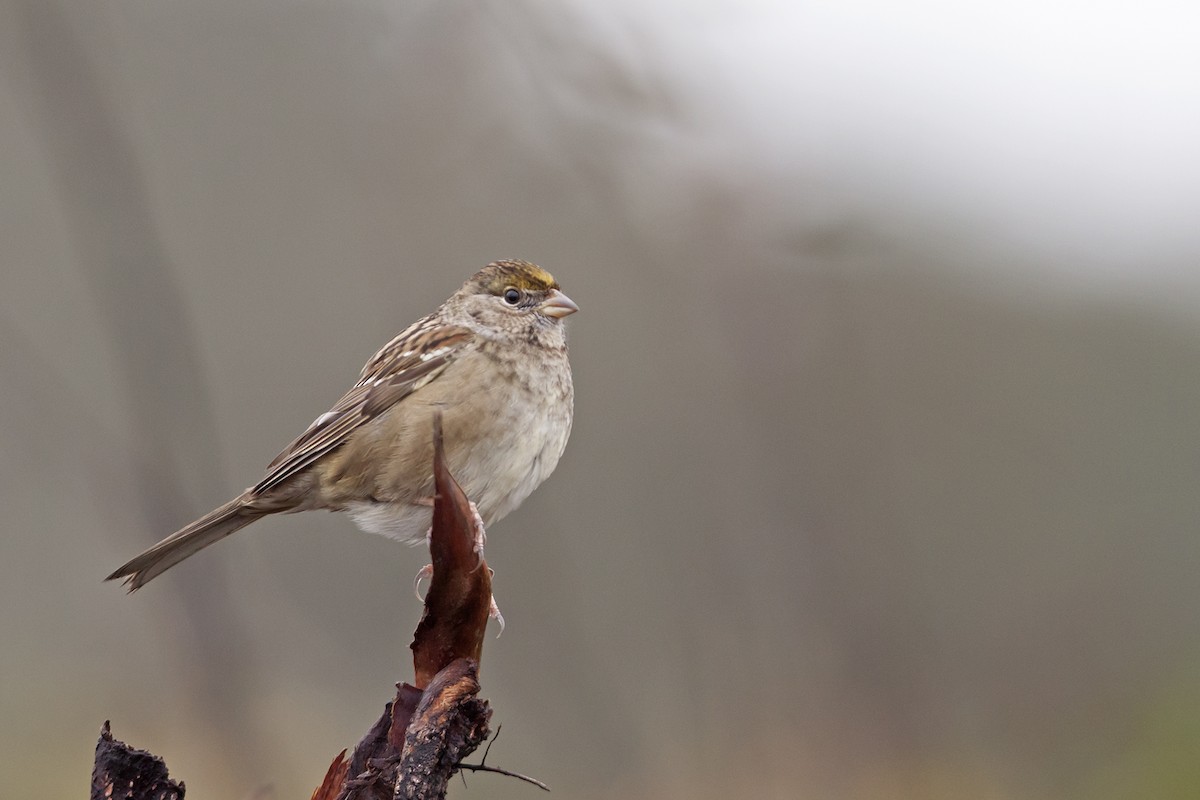 Golden-crowned Sparrow - ML41994381