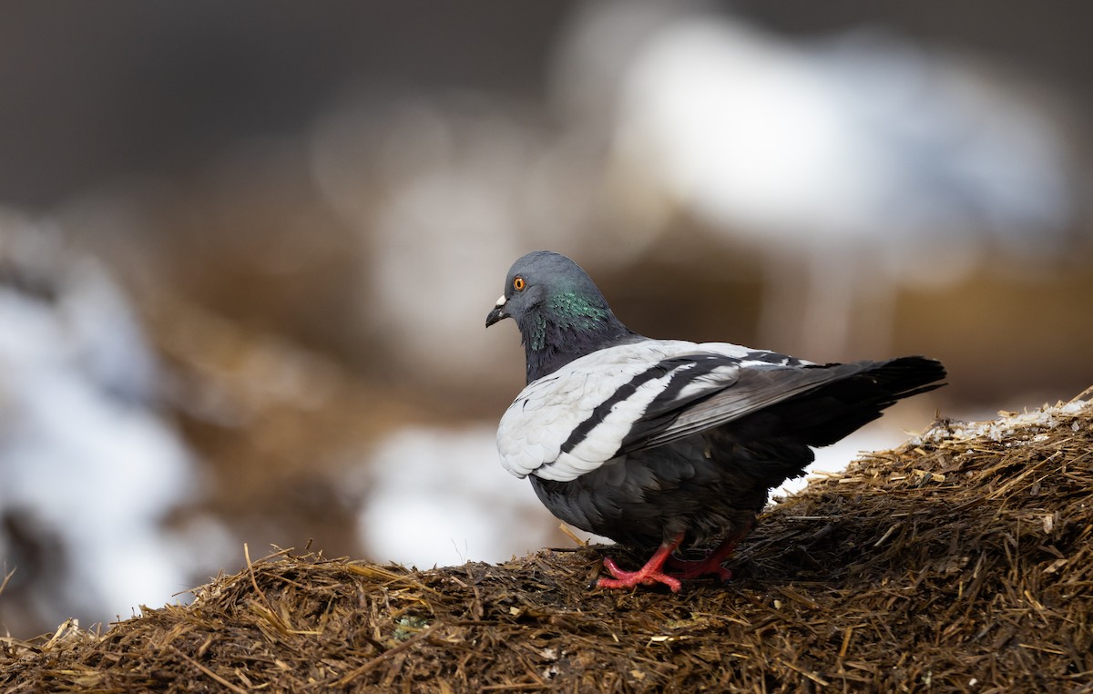 Rock Pigeon (Feral Pigeon) - ML419943891