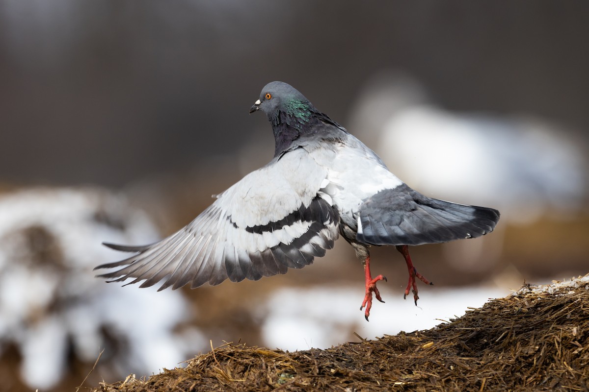 Rock Pigeon (Feral Pigeon) - ML419943921