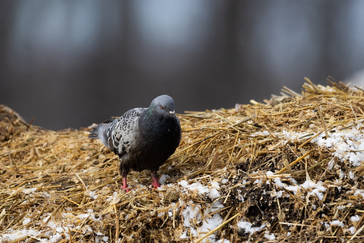 Pigeon biset (forme domestique) - ML419943931