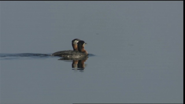 Red-necked Grebe - ML419944