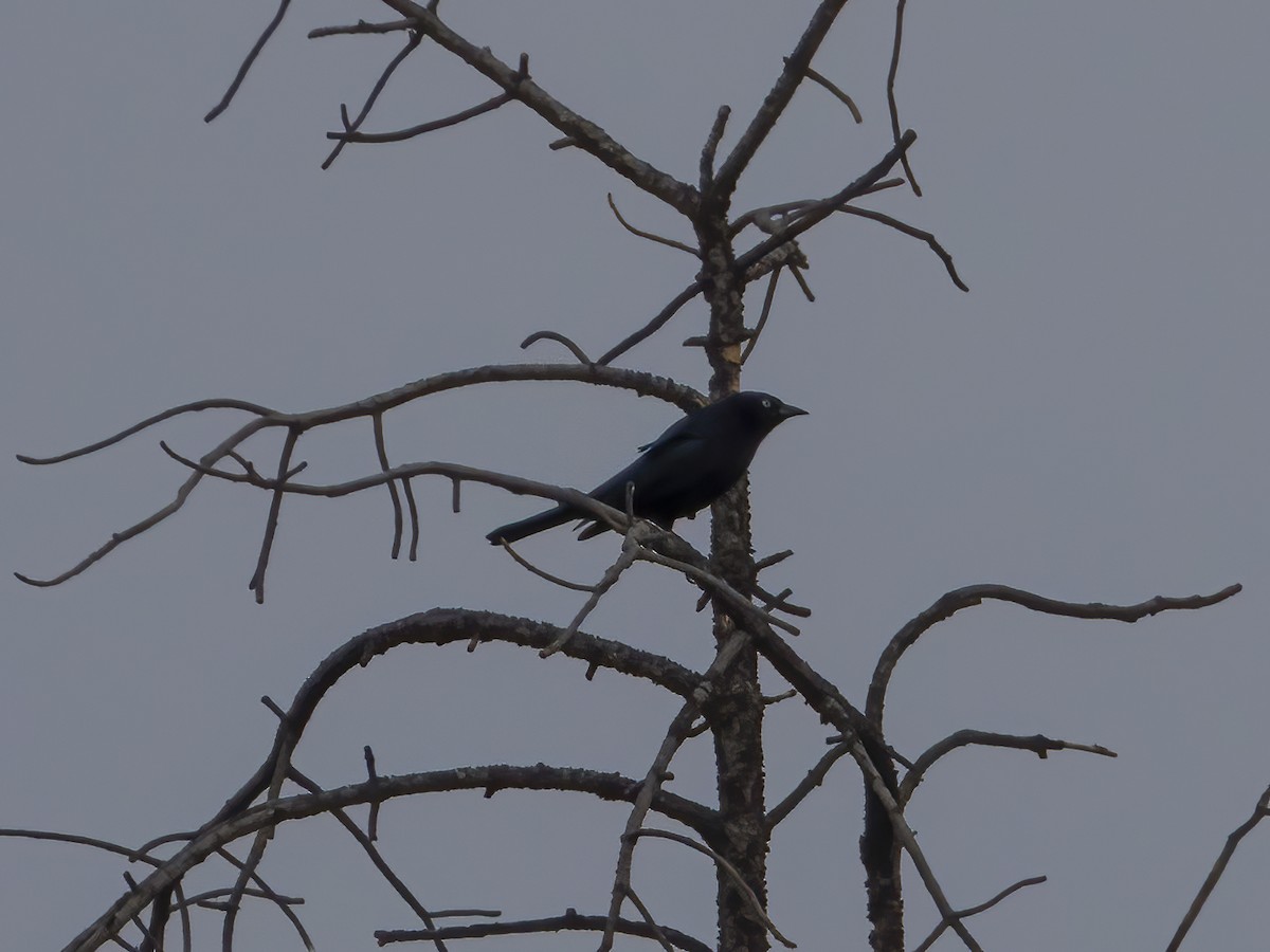 Brewer's Blackbird - ML419944231