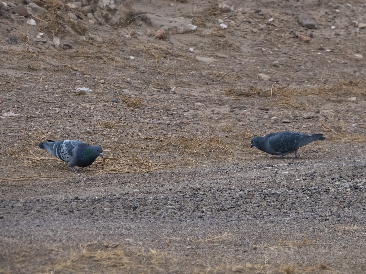 Rock Pigeon (Feral Pigeon) - ML419944301