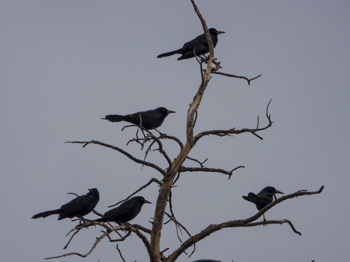 Great-tailed Grackle - ML419944311