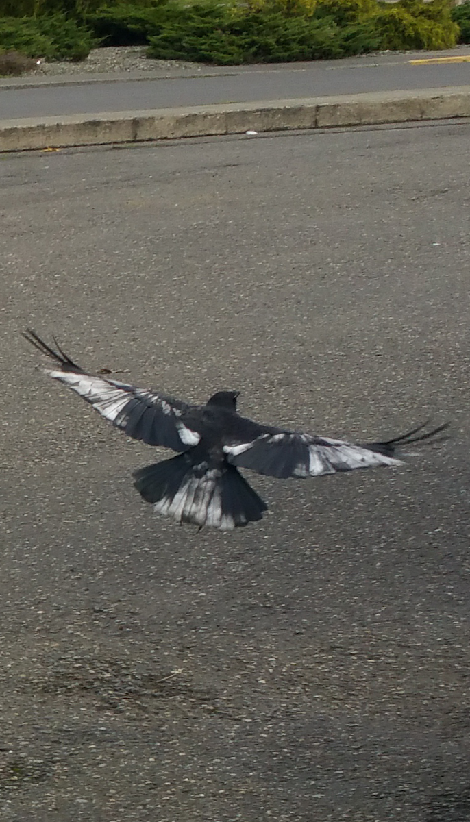 American Crow - ML41994531