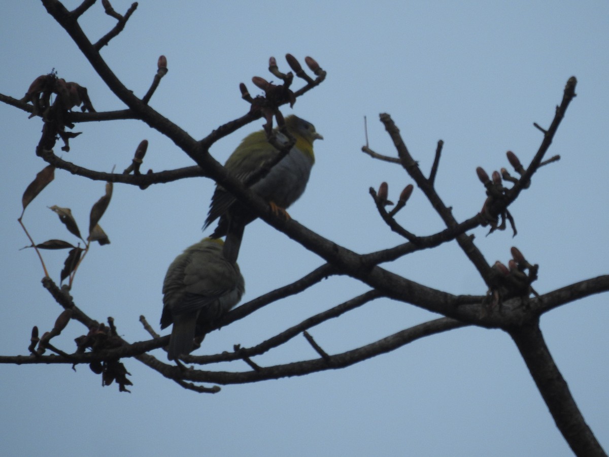 Yellow-footed Green-Pigeon - Sourav Halder