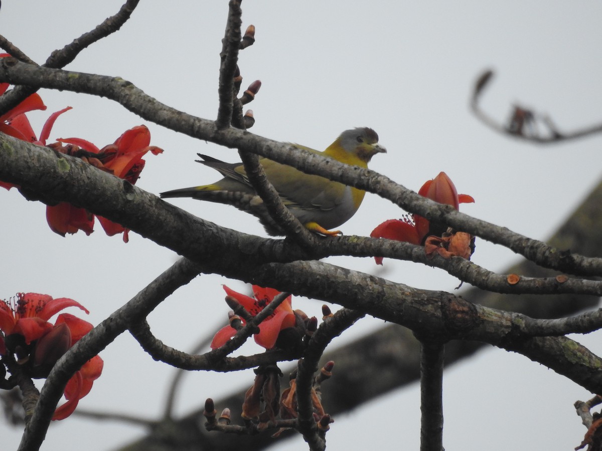 Yellow-footed Green-Pigeon - ML419945351