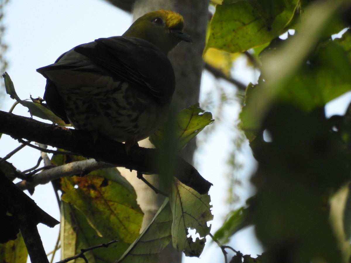 Wedge-tailed Green-Pigeon - ML419945481