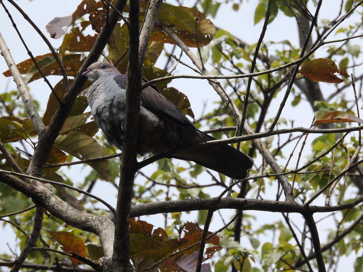 Mountain Imperial-Pigeon - ML419945781