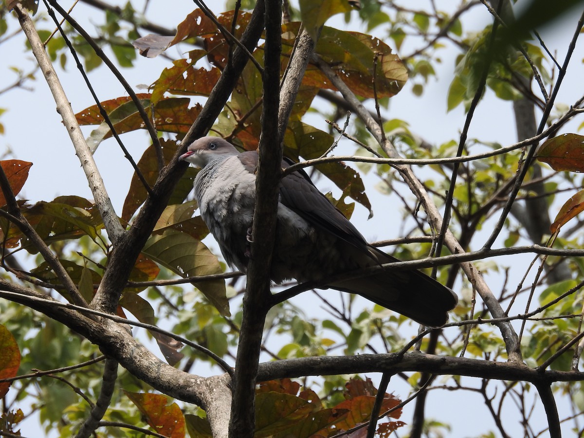 Mountain Imperial-Pigeon - ML419945791