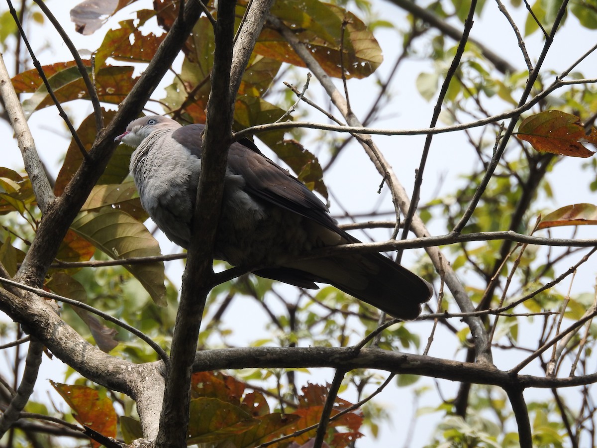 Mountain Imperial-Pigeon - ML419945801