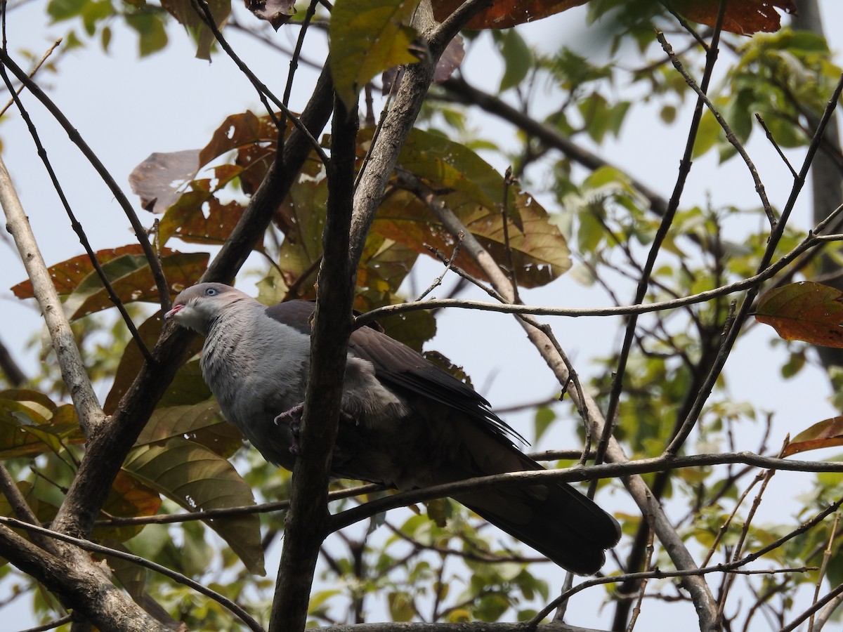 Mountain Imperial-Pigeon - ML419945831