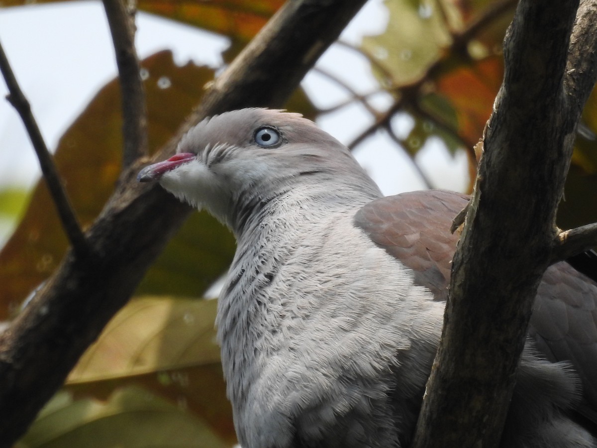 Mountain Imperial-Pigeon - ML419945851