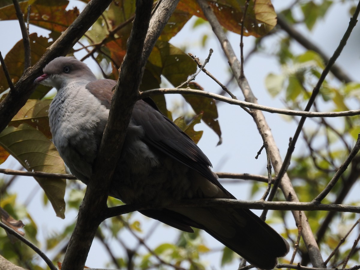 Mountain Imperial-Pigeon - ML419945881