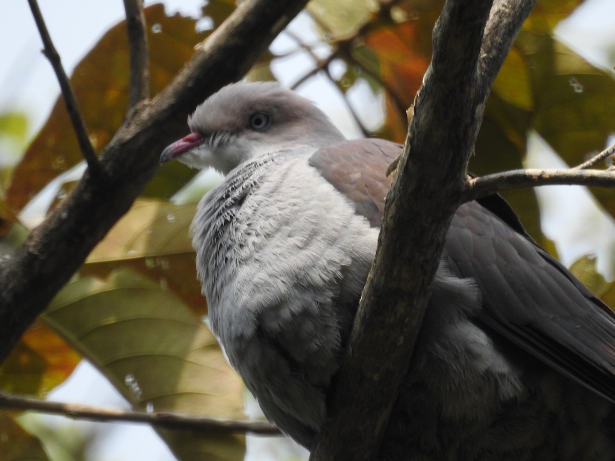 Mountain Imperial-Pigeon - ML419945951