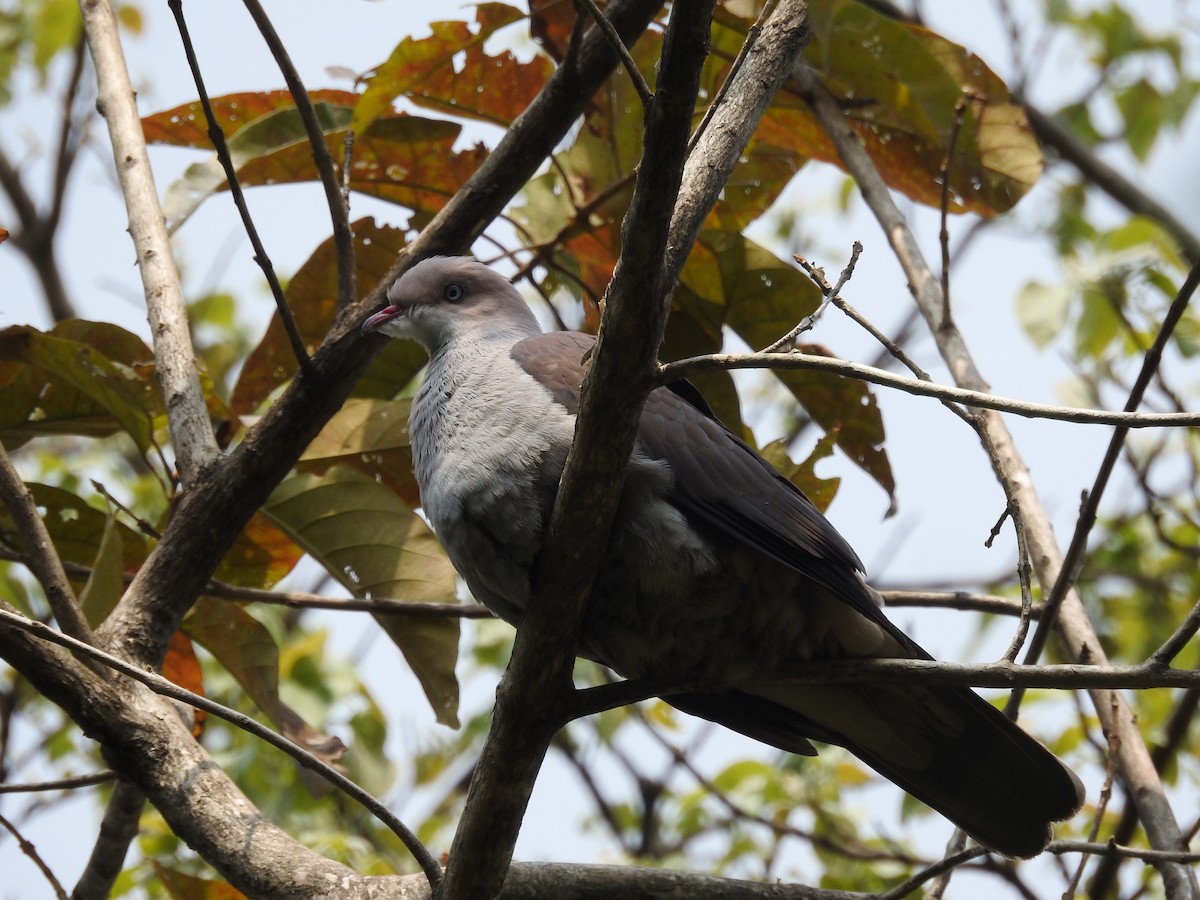 Mountain Imperial-Pigeon - ML419945981