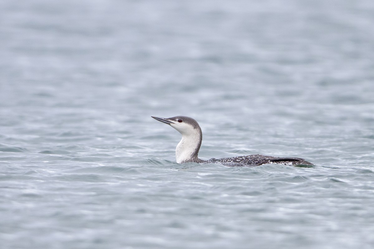 Red-throated Loon - Joshua Covill