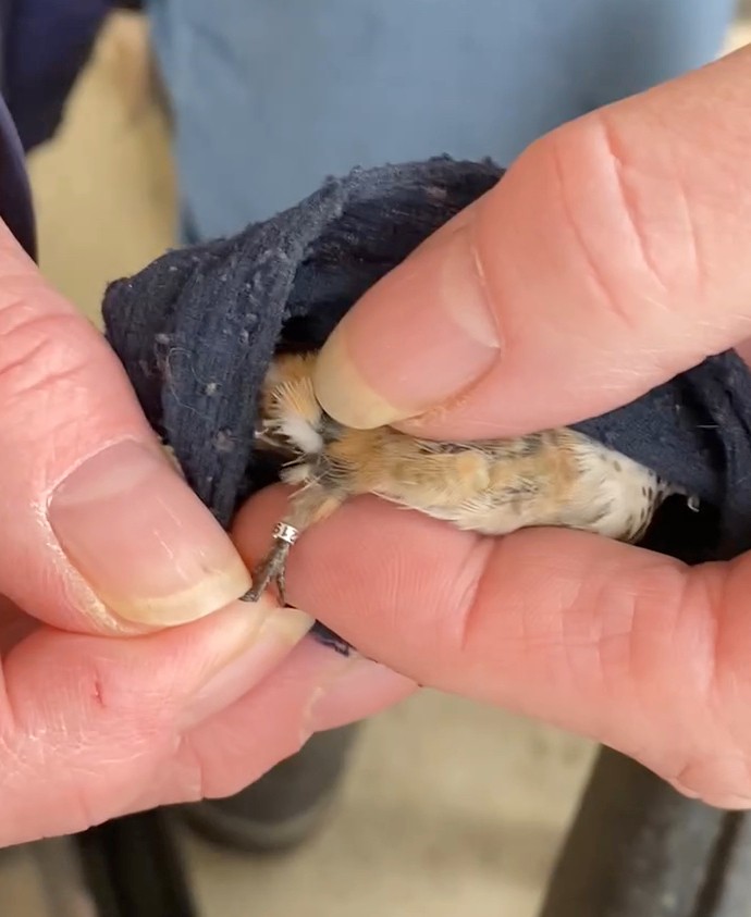 Rufous Hummingbird - ML419946231