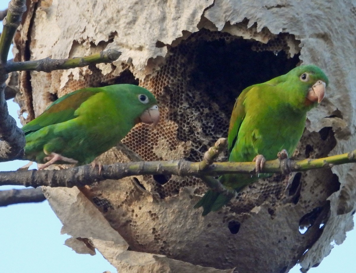 Orange-chinned Parakeet - ML419946281