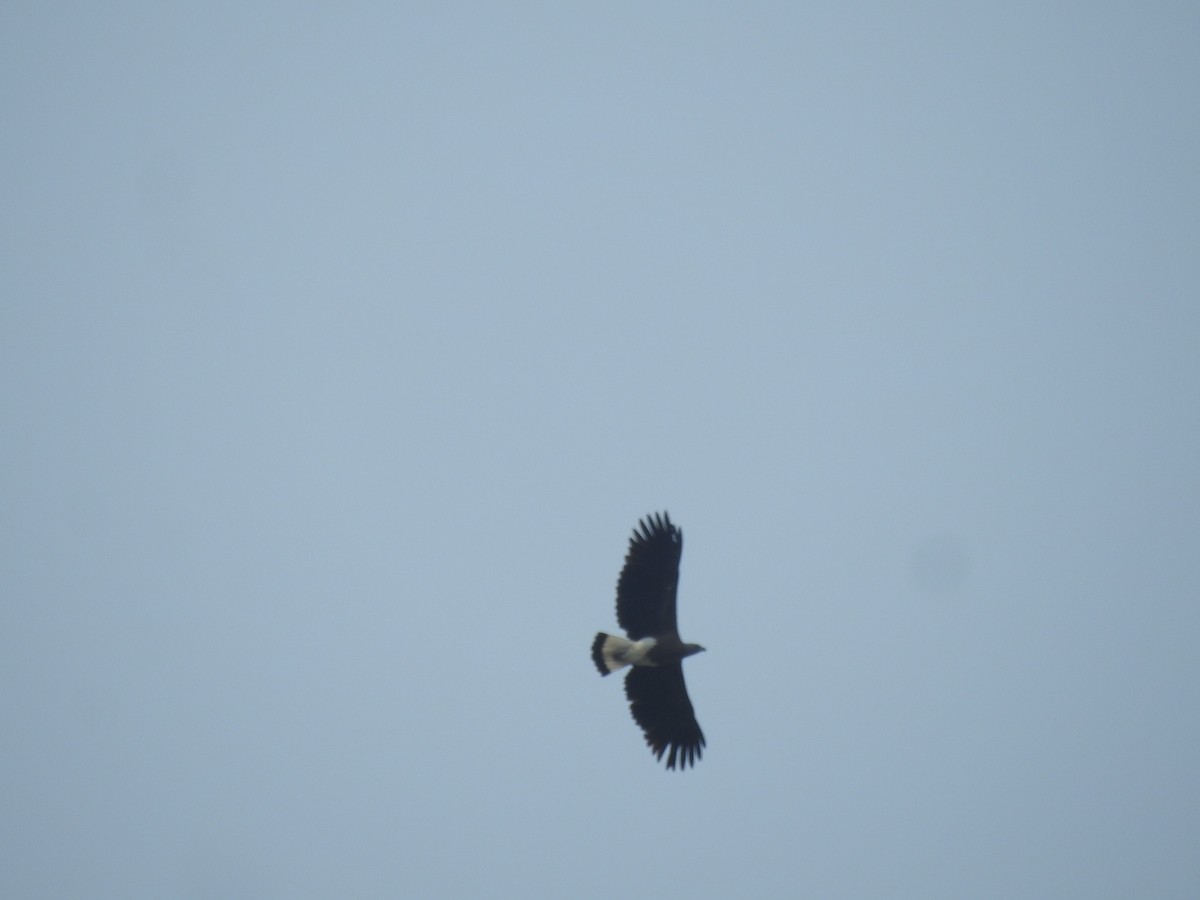 Gray-headed Fish-Eagle - ML419946741