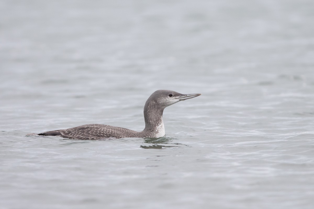 Red-throated Loon - Joshua Covill