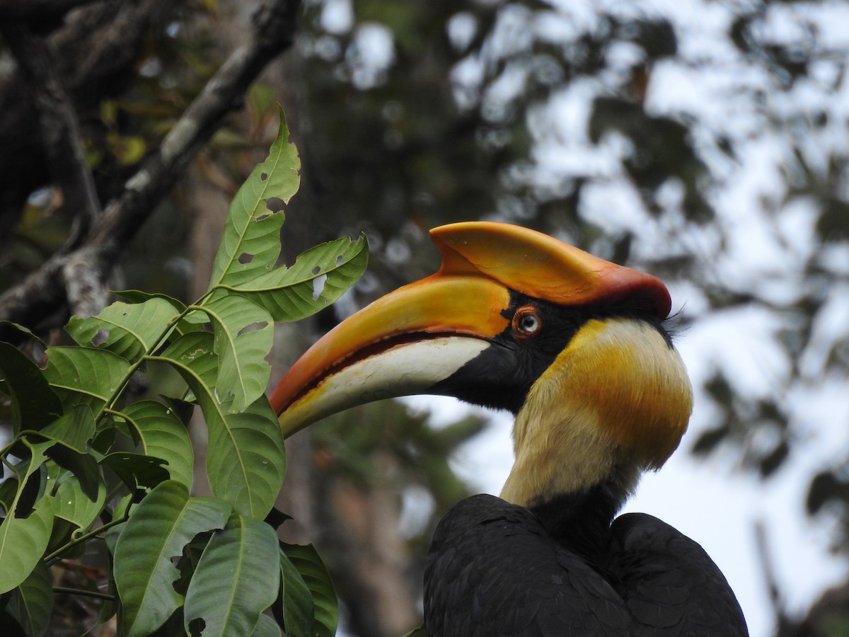 Great Hornbill - ML419947031